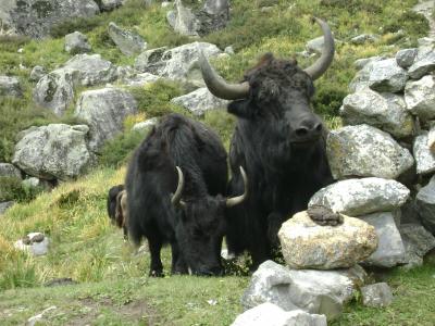 Langtang Valley Trek 11 Days, Langtang Region, Short trek, Near Kathmandu Trek. Eco Tourism Adventure Pvt. Ltd.